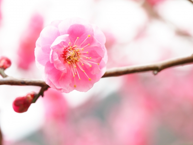 梅の花